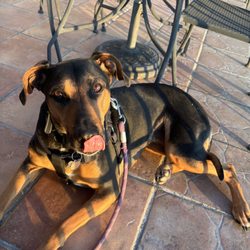Zapata's Mexican Grill - Dog friendly patios win our hearts!