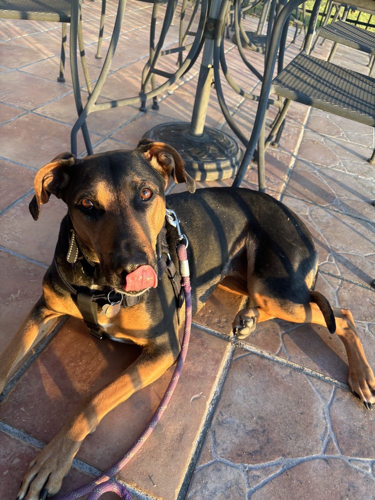 Zapata's Mexican Grill