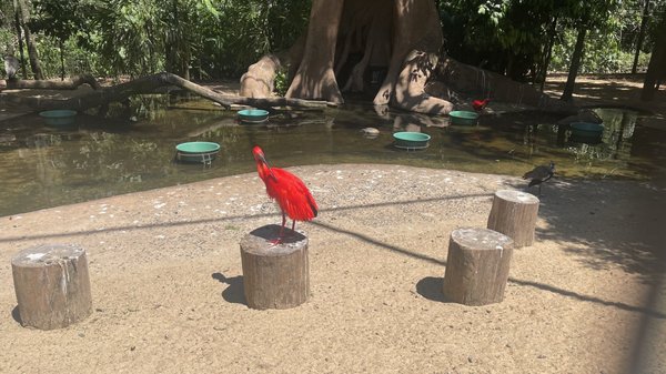 Parque das Aves by null