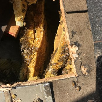 Aliza's Bee Removal - Pest Control Near Me - Poway, California