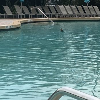 Rosen Plaza - Pool so nice birds took a swim - Hotels Near Me - Orlando, Florida