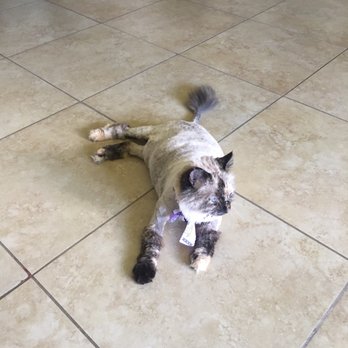 LILO'S Mobile Pet Spa - After 1st time - Pet Groomers Near Me