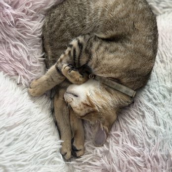 VEG ER for Pets - Our snuggly kitten baby - Emergency Pet Hospital Near Me - Tampa, Florida VEG ER for Pets - Our snuggly kitten baby - Emergency Pet Hospital Near Me - Tampa, Florida