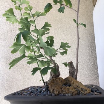 SAN DIEGO BONSAI SUPPLIES - Updated June 2026 - 29 Photos & 10 Reviews -  5255 University Ave, San Diego, California - Nurseries & Gardening - Phone  Number - Yelp