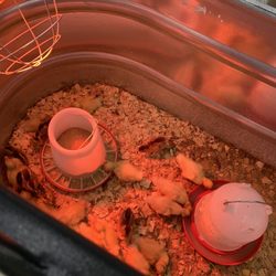 Tractor Supply - More chikies!!