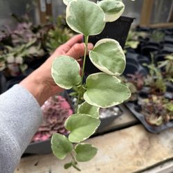 Deaton's Nursery & Greenhse