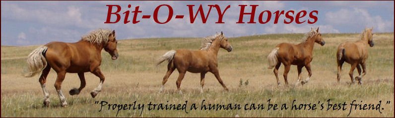 Bit-O-WY - equestrian in Cheyenne, WY