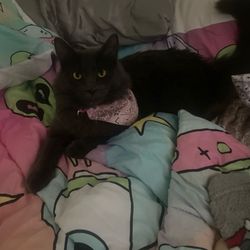 Steps In The Right Direction - Women's House - My cat Stormie