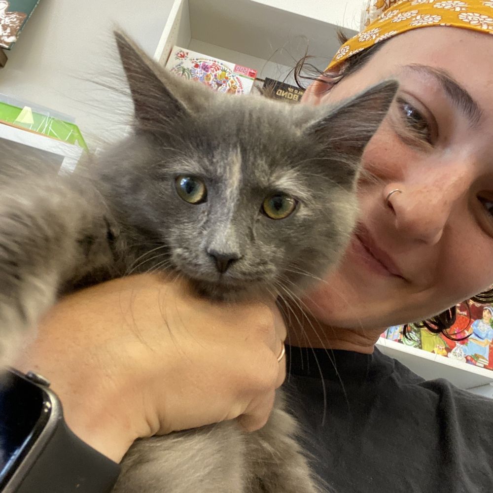 The Open Book - Just me and the bookshop kitty - Bookstores Near Me - Warrenton, Virginia