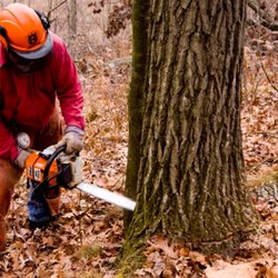 Union Tree Experts