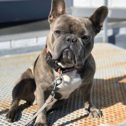 Napa Paw Spa - Mr Riggs is patiently waiting to be pampered!
