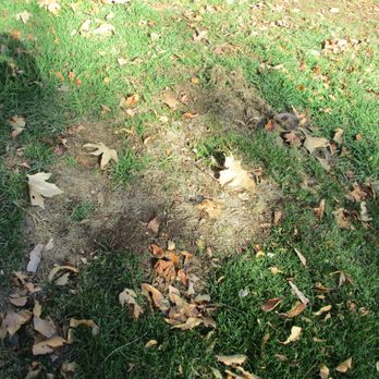 Progressive Property Management - large tree cut down - Property Management Near Me - Anaheim, California Progressive Property Management - large tree cut down - Property Management Near Me - Anaheim, California