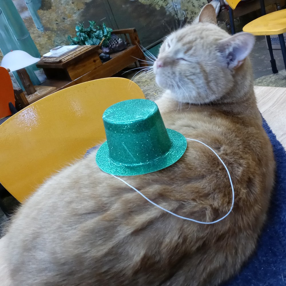 Food from Mad Dogs and Crazy Cats