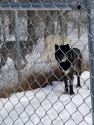 Wolf Mountain Nature Center by null