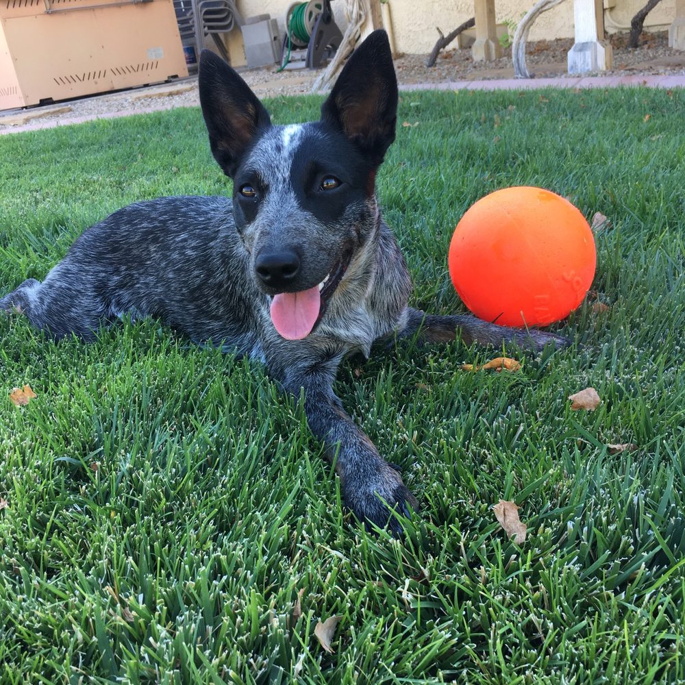 The Ruff Ranch - Love my ruff ranch! - Pet Training Near Me - Santa Ynez, California The Ruff Ranch - Love my ruff ranch! - Pet Training Near Me - Santa Ynez, California