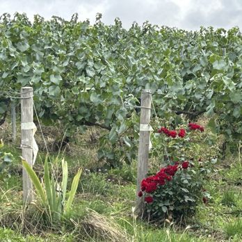 Bollinger - Champagner Bollinger, Ay - Wineries Near Me - Ay, 51
