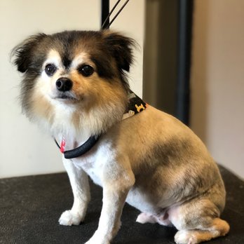 PracticalCuts - Papa after - Pet Groomers Near Me PracticalCuts - Papa after - Pet Groomers Near Me