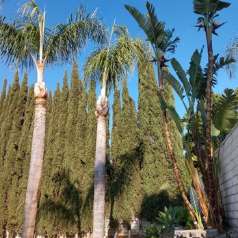 Ortega's Jr Tree Service - Tree Services Near Me - Riverside , California