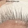 Rose Of Asia Eyelashes
