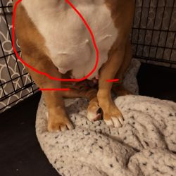 Azalea Lakes Veterinary Clinic - IV infiltrated and no one saw it!?!! Vet tech, or Vet!?!!! Incompetent!!