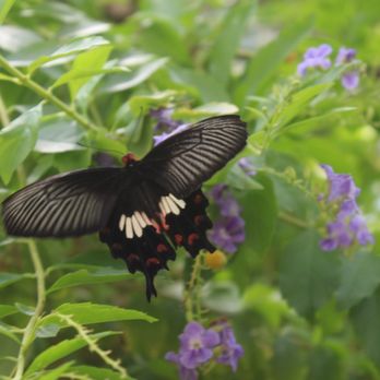 Butterfly Pavilion - Beautiful - Museums Near Me - Westminster, Colorado