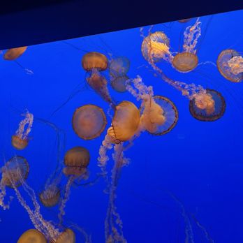 Monterey Bay Aquarium - Aquariums Near Me - Monterey, California