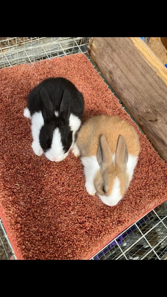 Majikal Farm & Pet Sitting Image