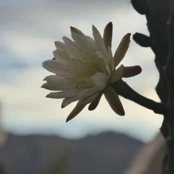 Desert Blooms Flowers - Floral Designers Near Me