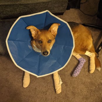 One Lucky Pup - Northlake - The result of his last stay. - Pet Boarding Near Me - Charlotte, North Carolina One Lucky Pup - Northlake - The result of his last stay. - Pet Boarding Near Me - Charlotte, North Carolina