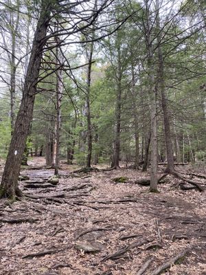 Bradbury Mountain State Park by null