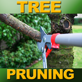 Arborist USA - tree service in Fort Worth, TX