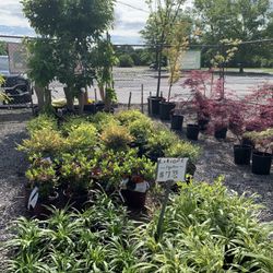 Azalea Mall Garden Center