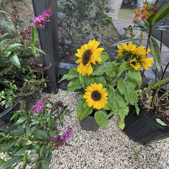Duncheon's Nursery - sunflower - Nurseries & Gardening Near Me - Land O Lakes, Florida Duncheon's Nursery - sunflower - Nurseries & Gardening Near Me - Land O Lakes, Florida