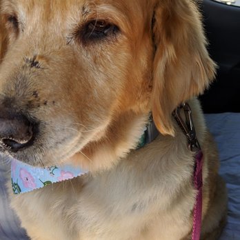 Superstar Pup Grooming - All nice and soft now - Pet Groomers Near Me - Norco, California