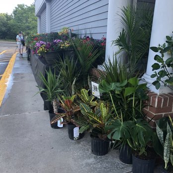 Stop & Shop - Vernon S&S has lots of beautiful flowers and plants. They all look great with a large selection. - Grocery Near Me - Vernon, Connecticut