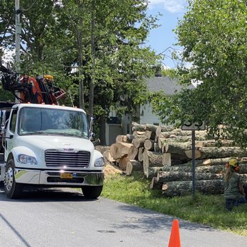 Keith's Tree Service - Trees stacked before removal. - Tree Services Near Me - Woodridge, New York Keith's Tree Service - Trees stacked before removal. - Tree Services Near Me - Woodridge, New York