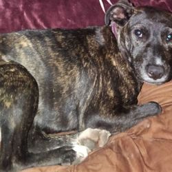 Animal Ark Rescue - My dog kattie is missing since June 26th 2026, her back leg limps, she a female almost 2 years.please call me 706-235-1131