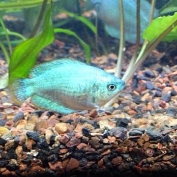 Aquarium Co-Op - A Powder Blue Gourami from Aquarium Co-Op. - Aquarium Services Near Me - Edmonds, Washington Aquarium Co-Op - A Powder Blue Gourami from Aquarium Co-Op. - Aquarium Services Near Me - Edmonds, Washington