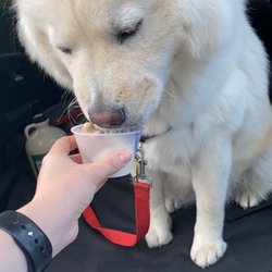 Enjoying her pup cup-- she couldn't get enough!