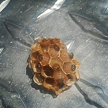 Frazier Pest Control - Wasp nest - Pest Control Near Me - Cathedral City, California Frazier Pest Control - Wasp nest - Pest Control Near Me - Cathedral City, California