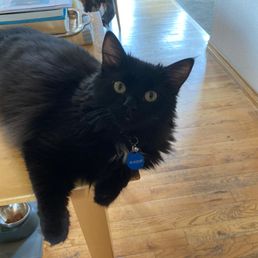 Blackie. In his new home, bringing joy. (And waiting for dinner.) Blackie. In his new home, bringing joy. (And waiting for dinner.)