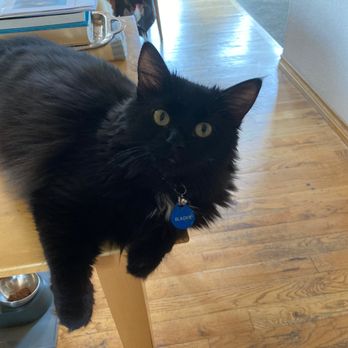 Happy Cats Haven - Blackie. In his new home, bringing joy. (And waiting for dinner.) - Animal Shelters Near Me - Manitou Springs, Colorado Happy Cats Haven - Blackie. In his new home, bringing joy. (And waiting for dinner.) - Animal Shelters Near Me - Manitou Springs, Colorado