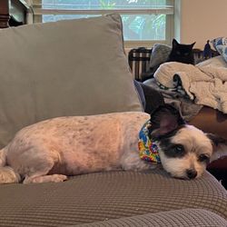 Pete and Mac's Dog Boarding and Training Giftly Beautiful Gift