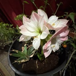 Ace Hardware - An Amarylis bulb