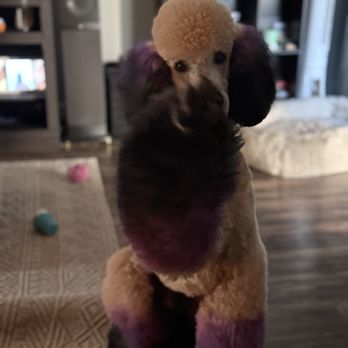 ALL4K9 - Pet Sitting Near Me - Cary, Illinois