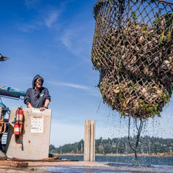 Clausen Oysters - A beautiful sunny Coos Bay day hauling oysters pots.
