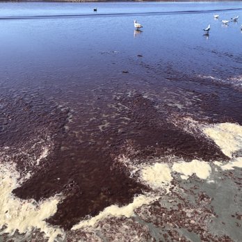 Easton's Beach - Yucky red seaweed - Beaches Near Me - Newport, Rhode Island