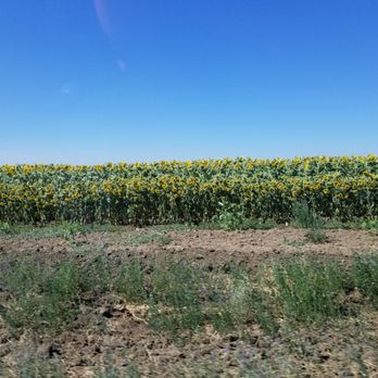 Dixon City Hall - Sunflower fields - Public Services & Government Near Me - Dixon, California Dixon City Hall - Sunflower fields - Public Services & Government Near Me - Dixon, California