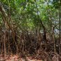 Lantana Nature Preserve