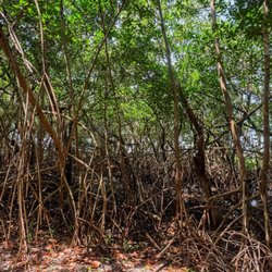 Lantana Nature Preserve - Mangrove